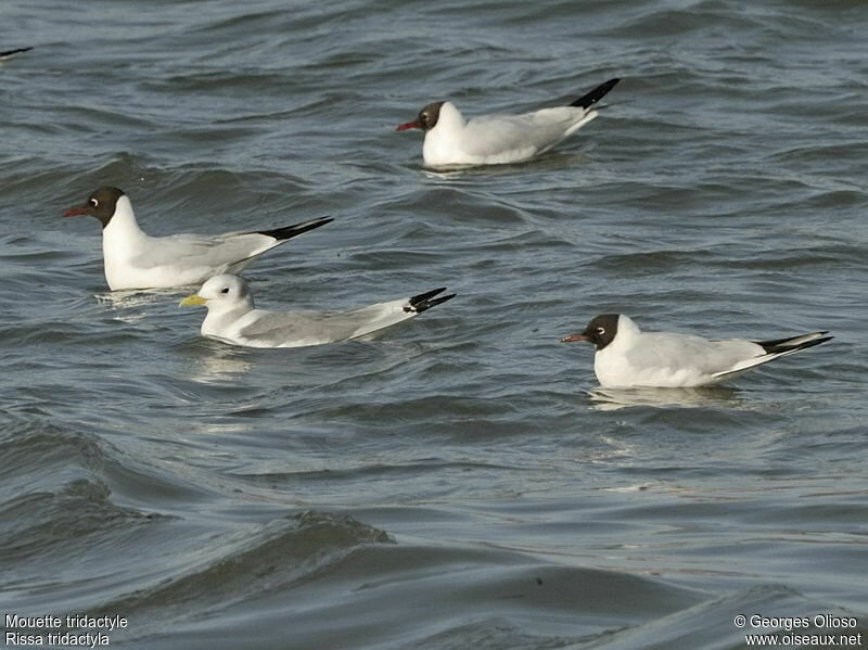 Mouette tridactyleadulte internuptial, identification