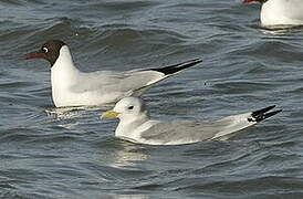 Black-legged Kittiwake