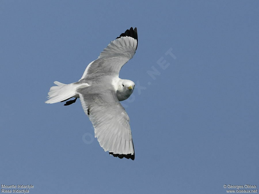 Black-legged KittiwakeSecond year, Flight