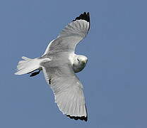 Black-legged Kittiwake