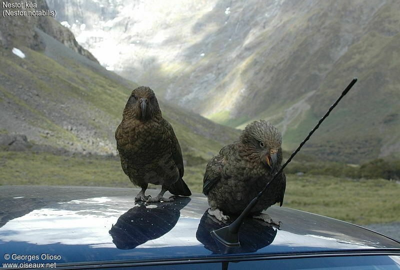 Kea