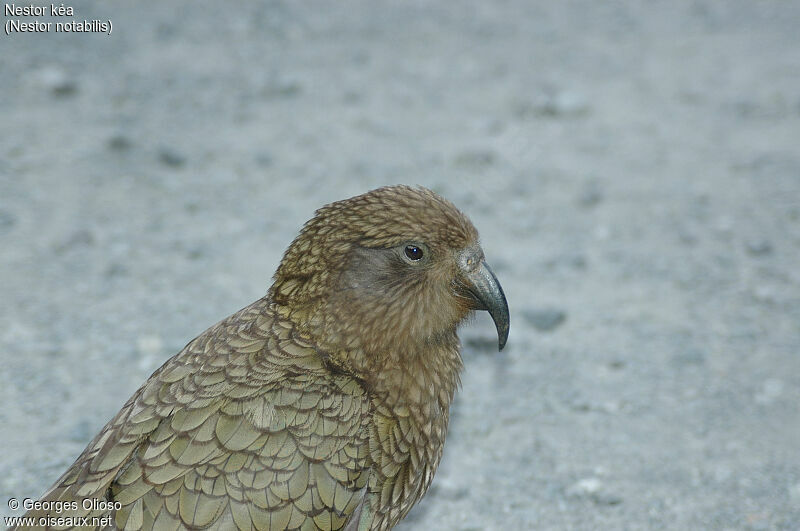 Kea