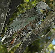 New Zealand Kaka