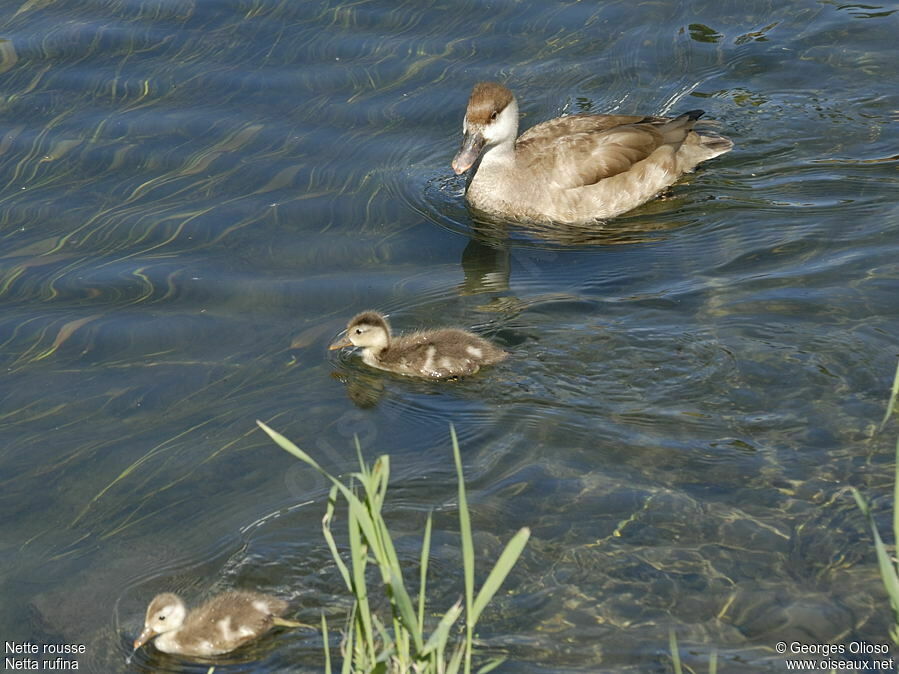 Nette rousse femelle adulte nuptial, identification, Nidification