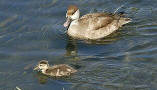 Red-crested Pochard