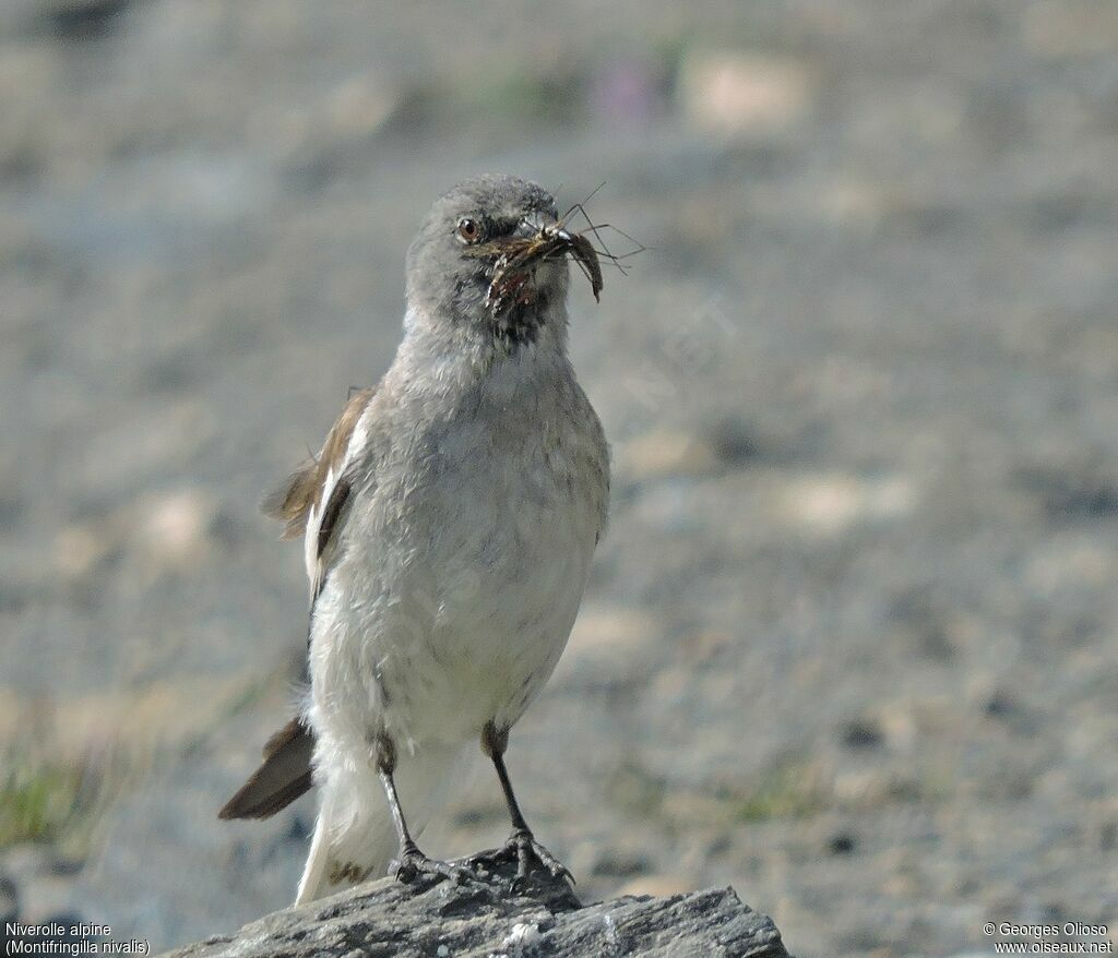 White-winged Snowfinch female adult, identification, Reproduction-nesting