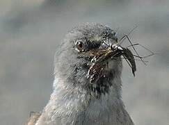 White-winged Snowfinch