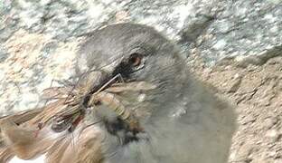 White-winged Snowfinch