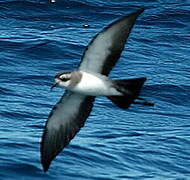 White-faced Storm Petrel