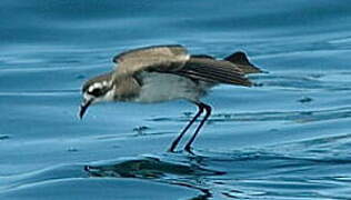 White-faced Storm Petrel