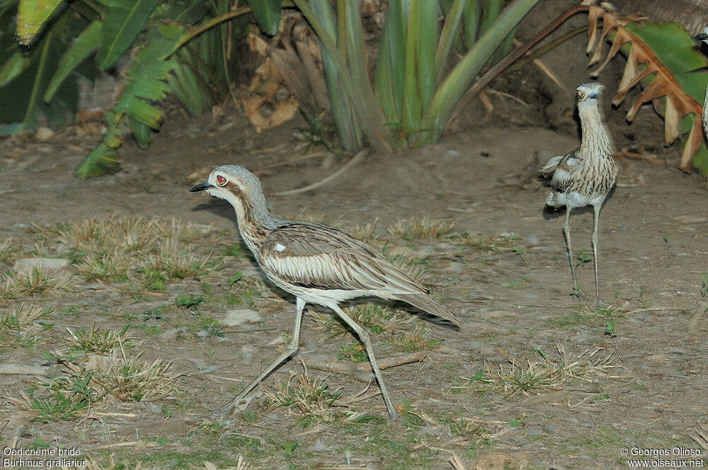 Bush Stone-curlew adult breeding