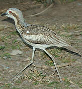 Bush Stone-curlew