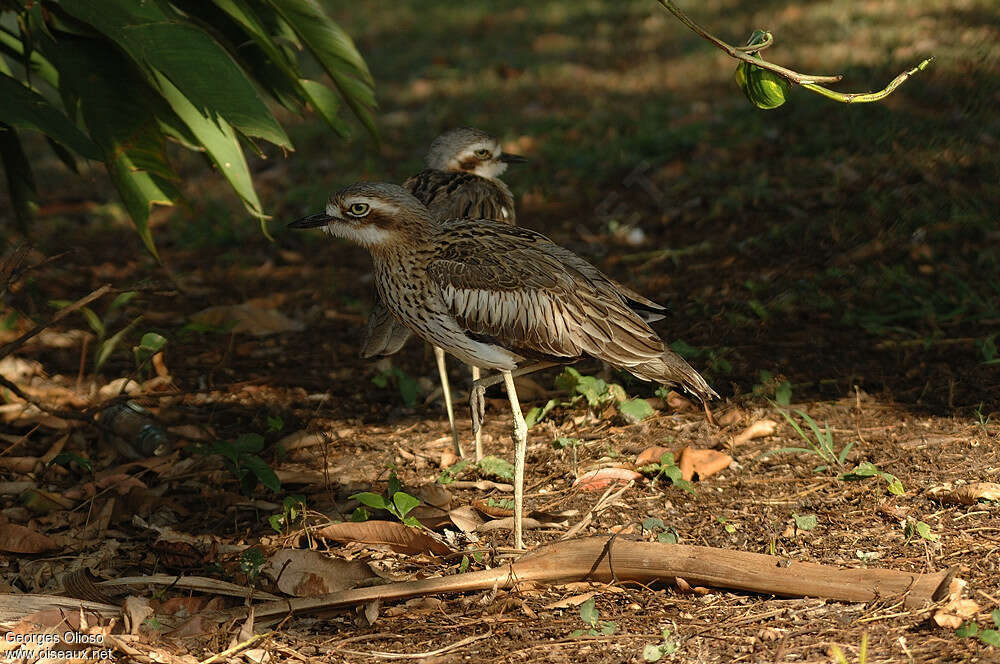 Bush Stone-curlewadult, Behaviour