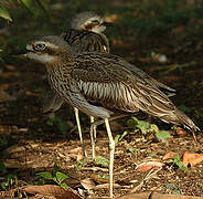 Bush Stone-curlew