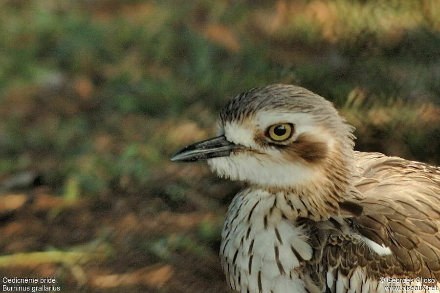 Oedicnème bridé, identification