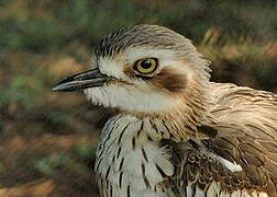 Bush Stone-curlew