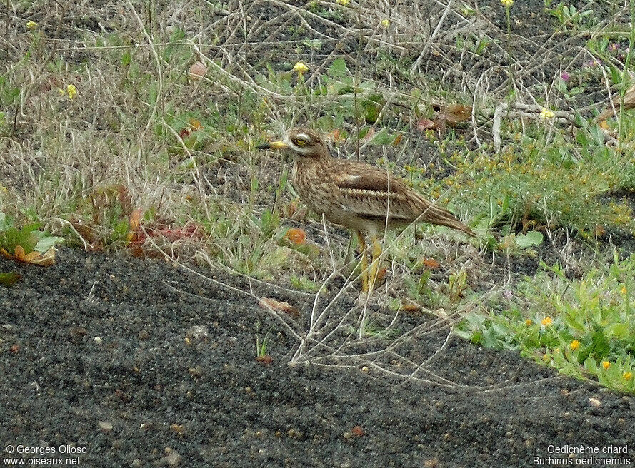 Eurasian Stone-curlewadult