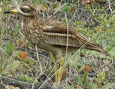 Eurasian Stone-curlew