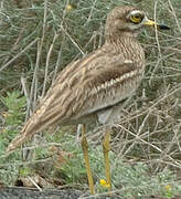 Eurasian Stone-curlew