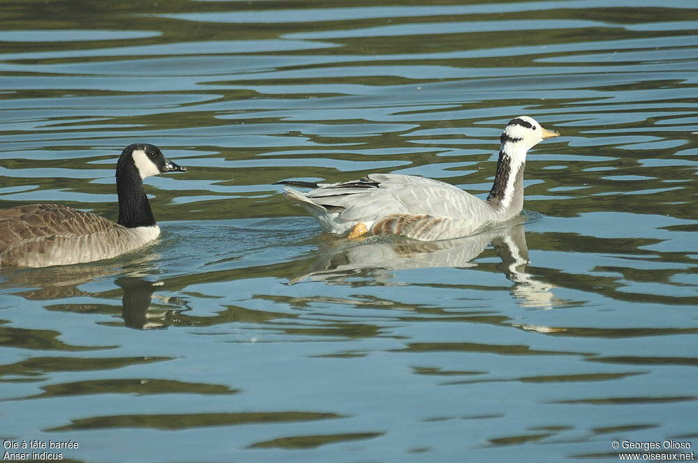 Bar-headed Goose adult breeding