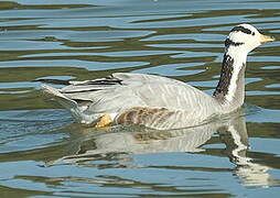 Bar-headed Goose