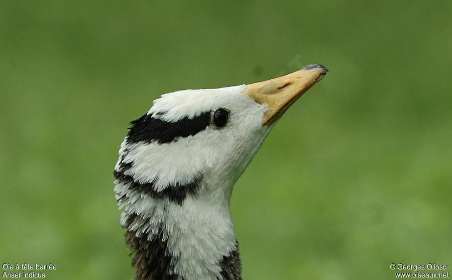 Bar-headed Goose, identification