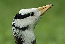 Bar-headed Goose