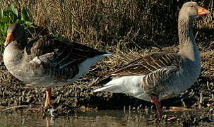 Greylag Goose