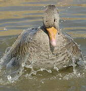 Greylag Goose