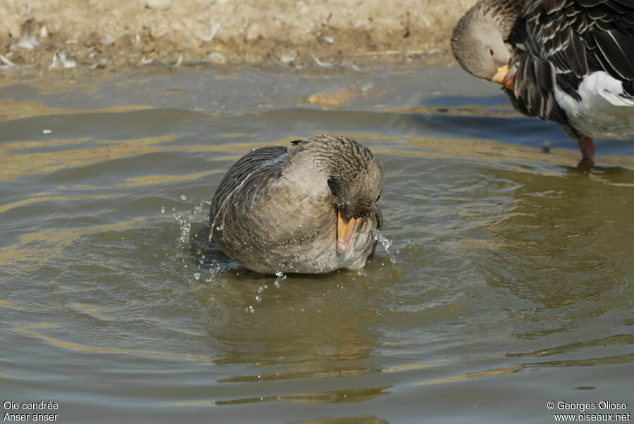 Greylag Gooseadult breeding