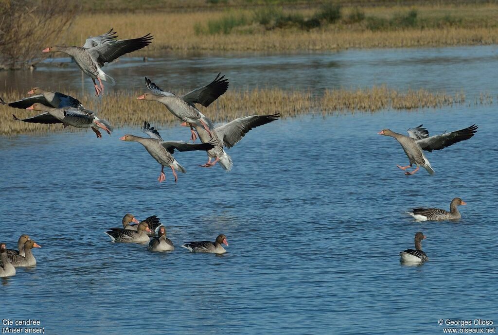 Greylag Goose, Flight