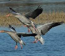 Greylag Goose