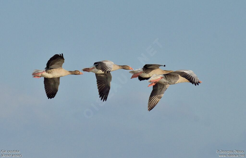 Greylag Goose, Flight