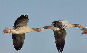 Greylag Goose