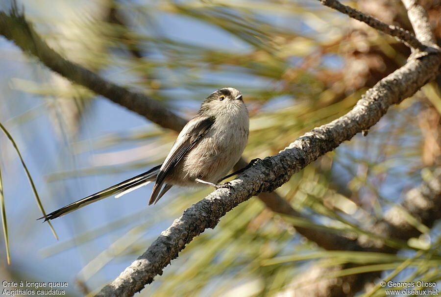 Orite à longue queuejuvénile, identification