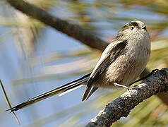 Long-tailed Tit