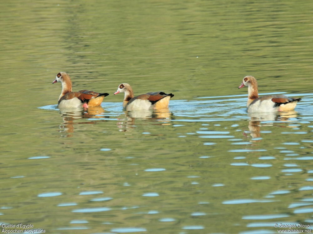 Egyptian Goose