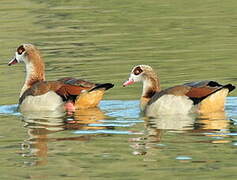 Egyptian Goose