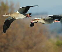 Egyptian Goose