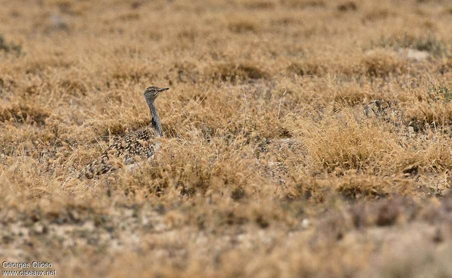 Outarde houbara femelle adulte, camouflage, pigmentation, Comportement