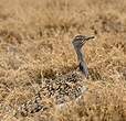 Outarde houbara