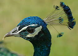 Indian Peafowl