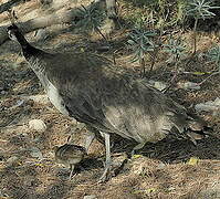 Indian Peafowl