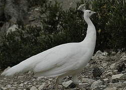 Indian Peafowl