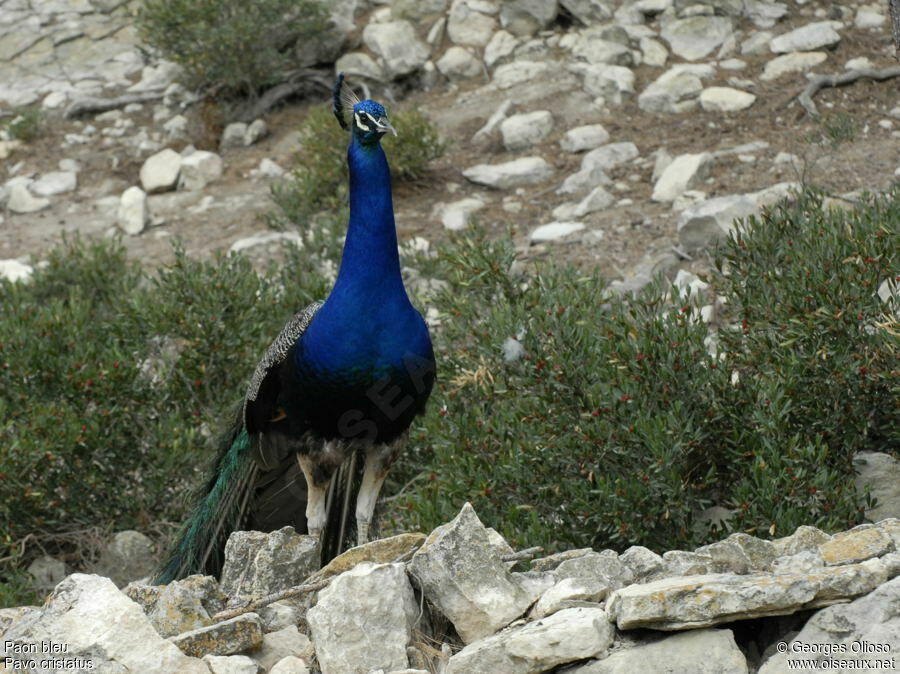 Indian Peafowl male adult breeding, identification