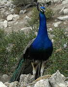 Indian Peafowl