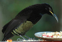 Victoria's Riflebird