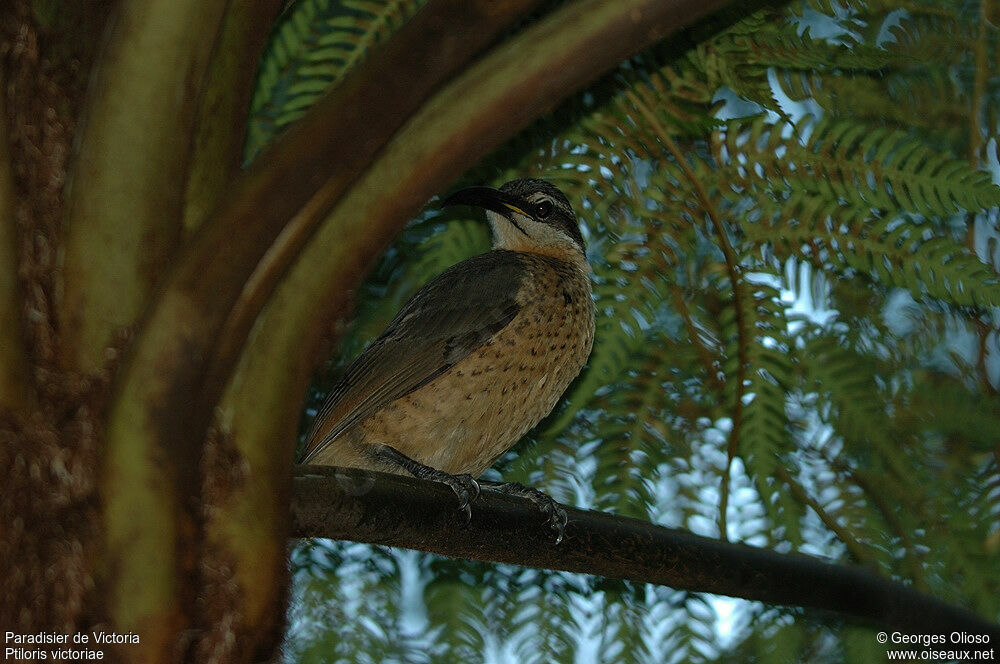 Victoria's Riflebird female adult breeding