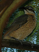 Victoria's Riflebird