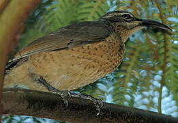 Victoria's Riflebird